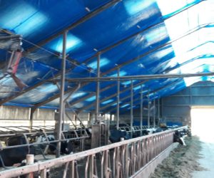 asbest verwijderen ligboxenstal